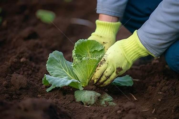钾肥可以用来种菜吗