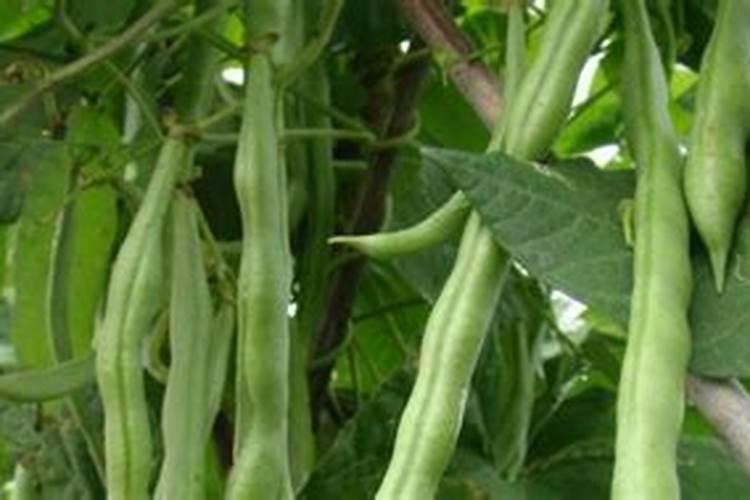 想给四季豆叶面追肥,用哪种肥料比较好呢？