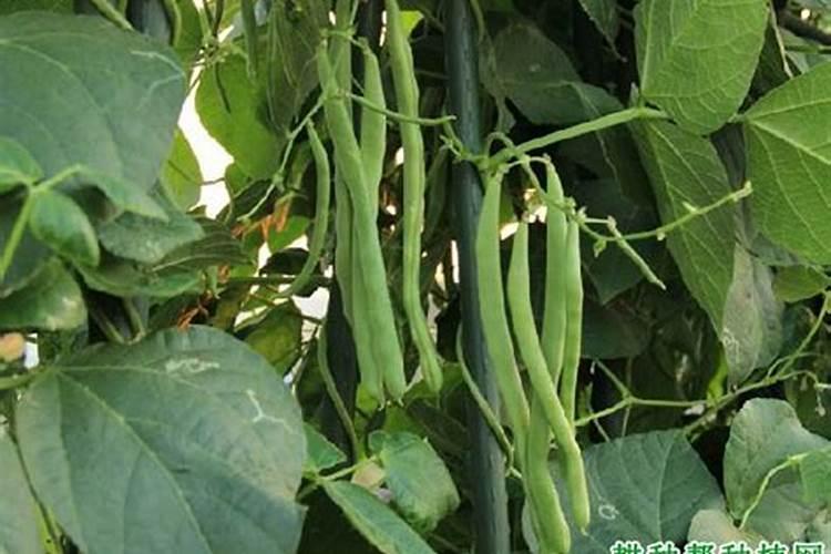 四季豆施肥的正确方法