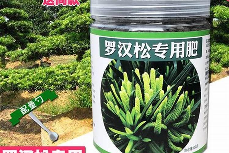 罗汉松怎么养,怎么浇水？