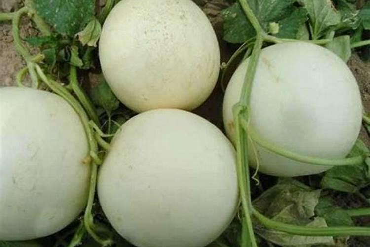 如何把蓬莱松种好