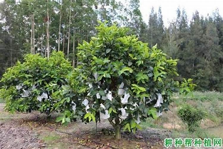 亚磷酸钾控旺能用在大豆玉米作物上吗？
