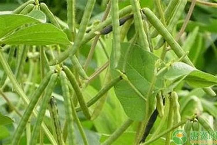 想要绿豆的产量变高,有哪些小妙招？
