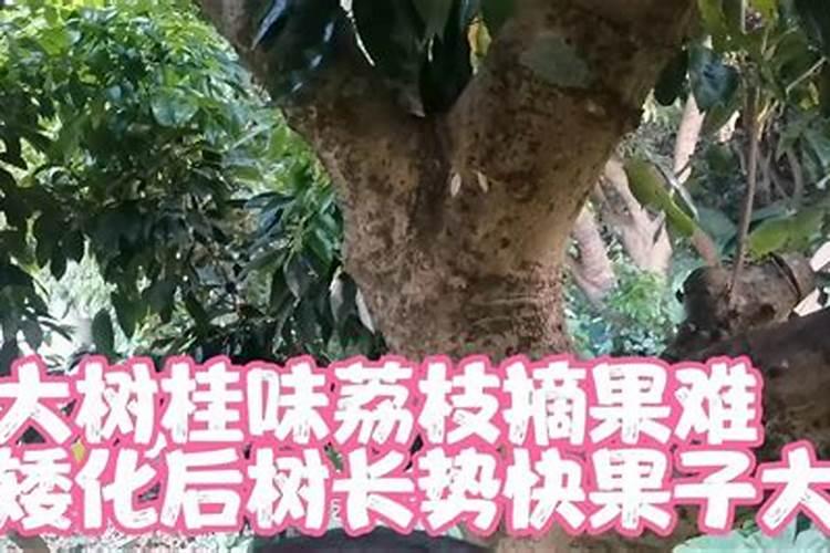 桂味荔枝栽培技术