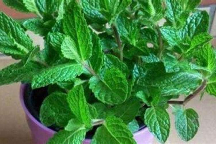 玉米肥害的典型症状