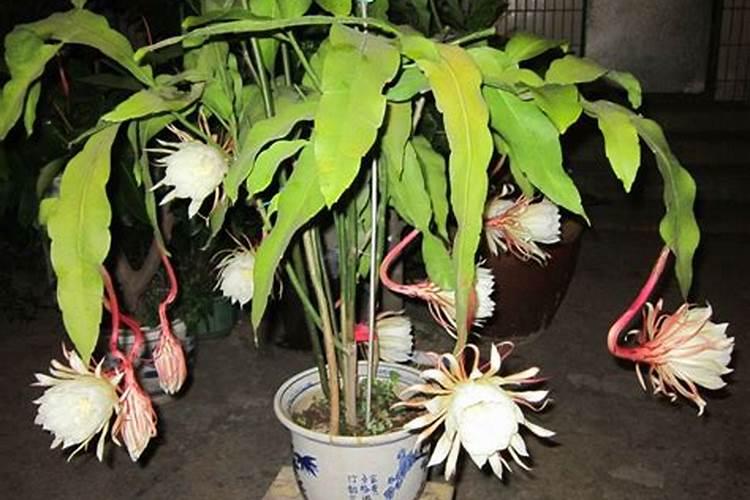 作物营养元素硼的概述