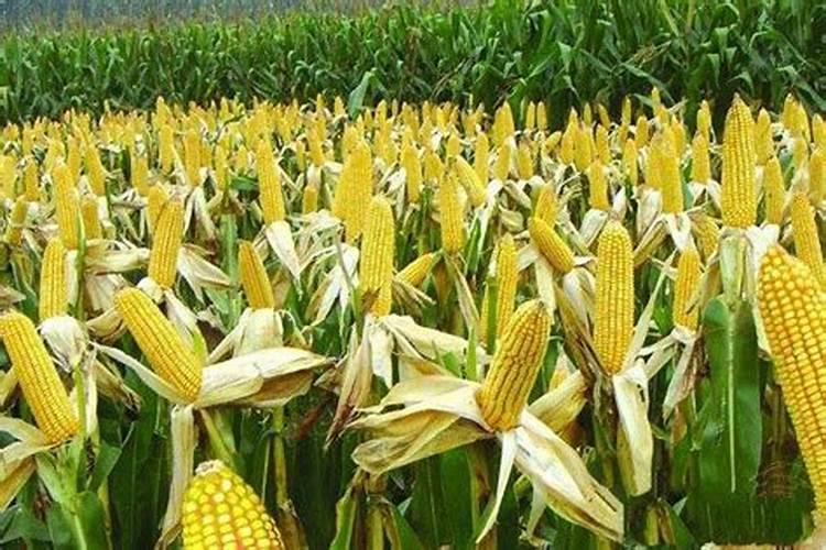 猕猴桃幼树冬季施肥方法