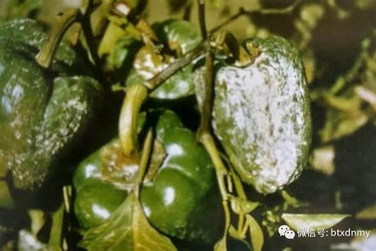 猕猴桃树冬季施肥方法 猕猴桃冬季如何施肥