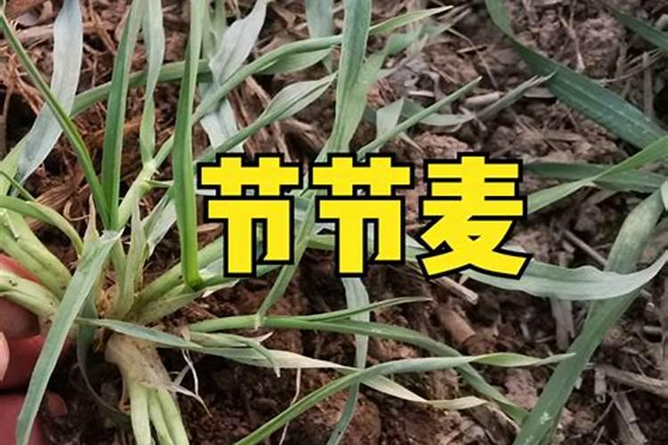 小麦分蘖期喷什么叶面肥