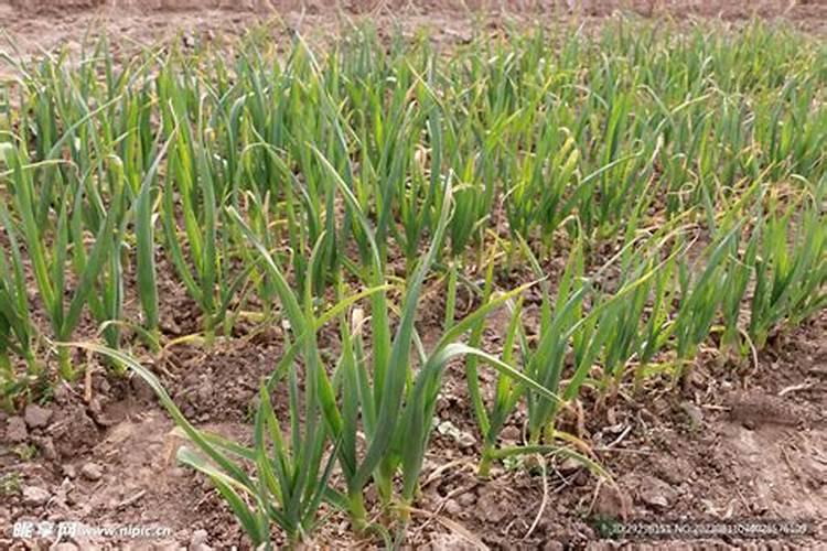 测土配方施肥仪对农业种植的作用