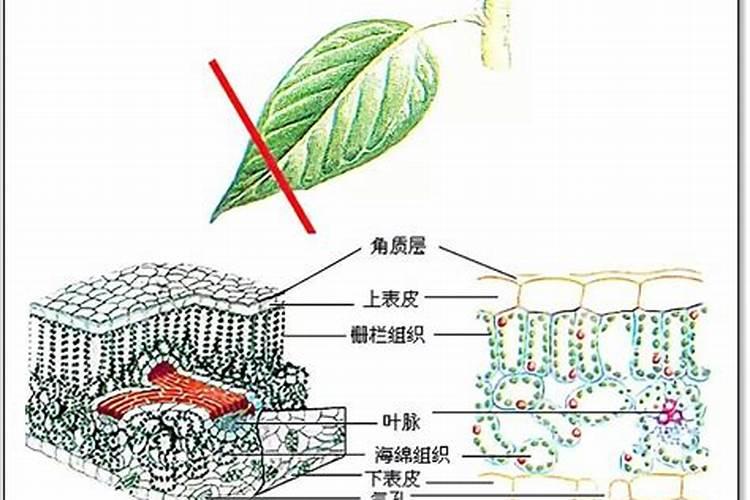 钙肥对作物的主要作用,冲施好还是叶面喷施好