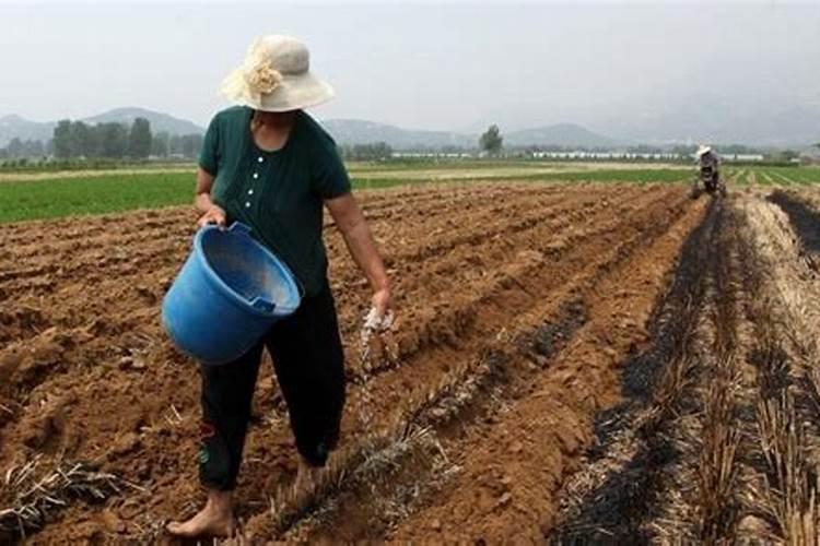 沙质土壤如何改良