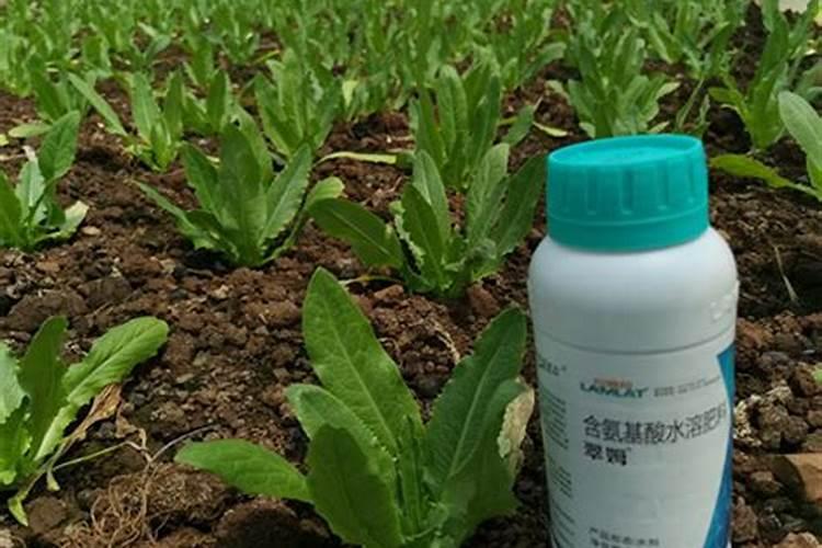 什么时候给杜鹃花喷叶面肥合适？
