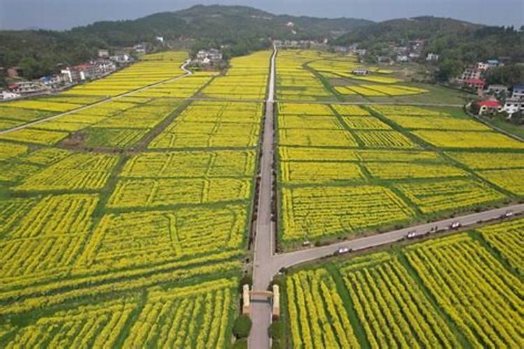油菜的需肥特点及施肥原则是什么？