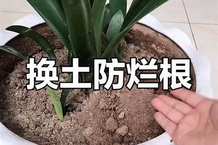 梨树如何让梨甜