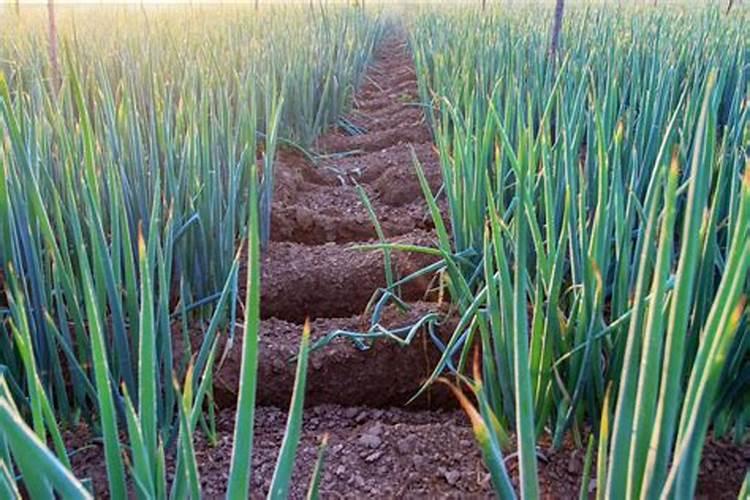 大葱什么时候追肥合适,高产追肥方法