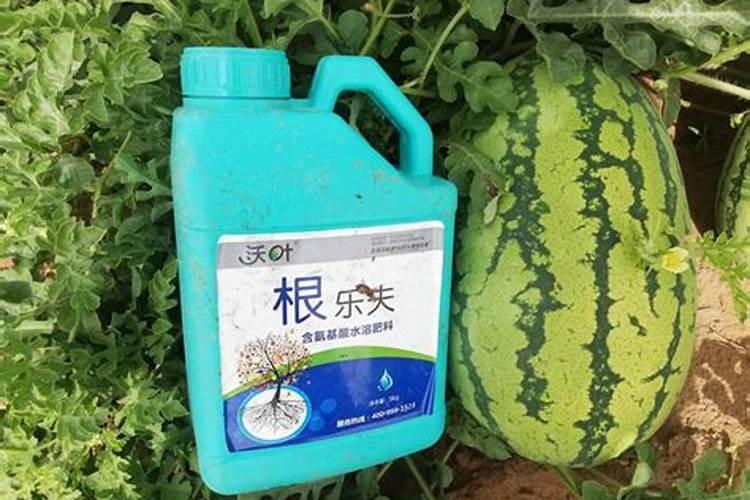 西红柿喜欢什么肥长得最好