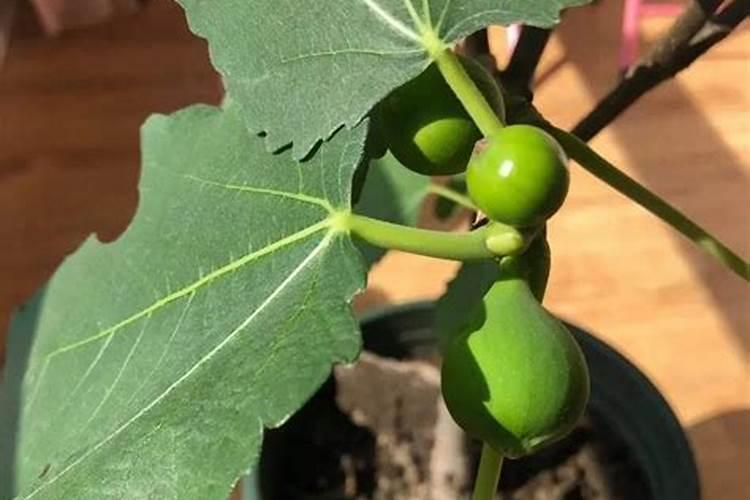 如何施肥可以让桔子树长得更好？