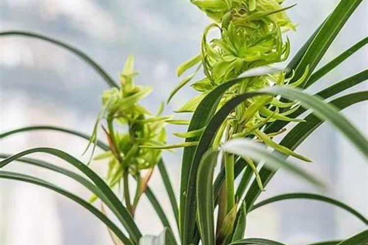 施用氮肥过多对植物有什么影响