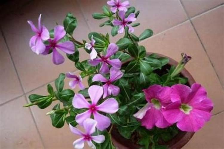 花生打叶面肥最佳时机