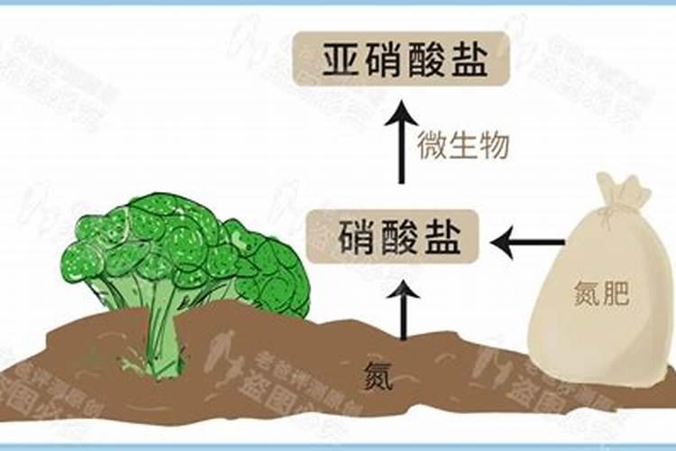 小香葱施什么肥料好
