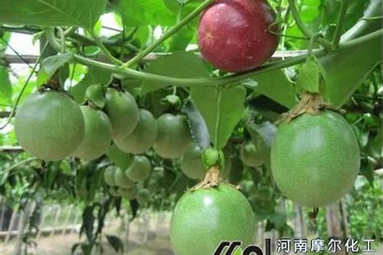 枇杷挂果后可以施硼肥吗？