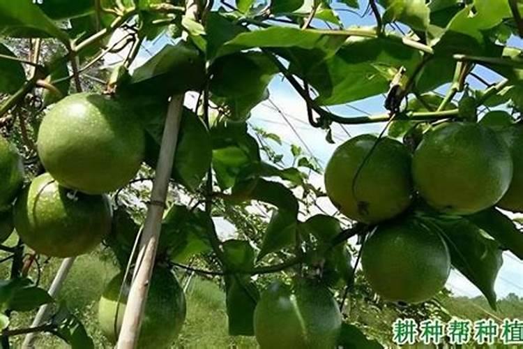 百香果能用磷酸二氢钾喷吗 这样用效果很不错!