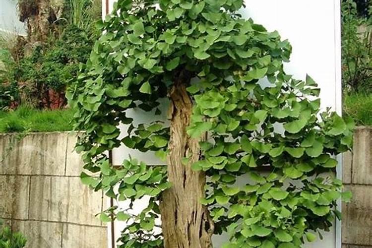 芸苔素不能乱用