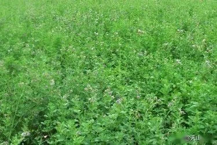 石河子上市公司有哪些