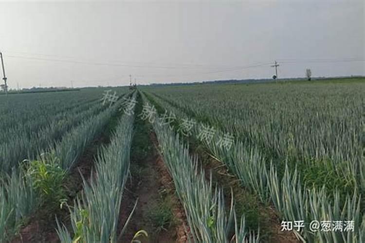 施肥选择在下雨前还是下雨后