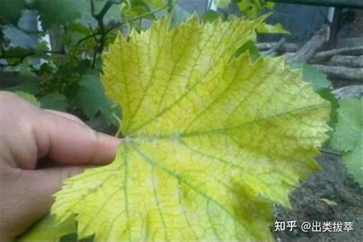 含硫氮肥对作物起什么作用