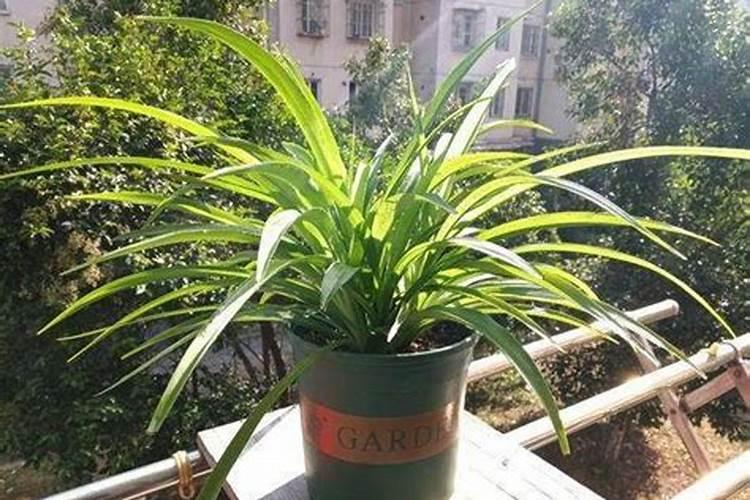 种植花生磷肥的正确方法