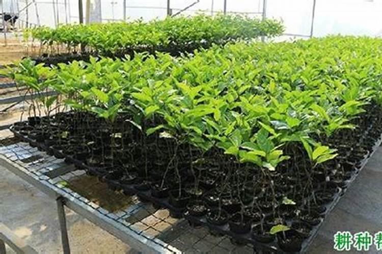 降磷药物有什么