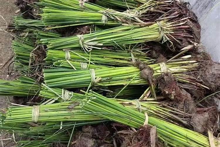 大葱用什么水溶肥效果好？大葱专用肥是什么肥料？