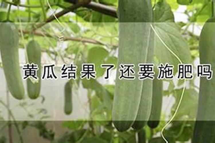 黄瓜追什么肥最好