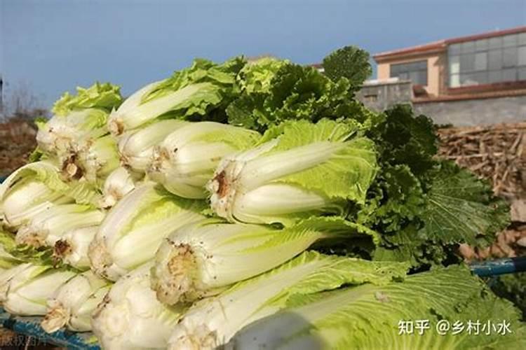 蟹爪兰怎么施肥 用什么肥料好