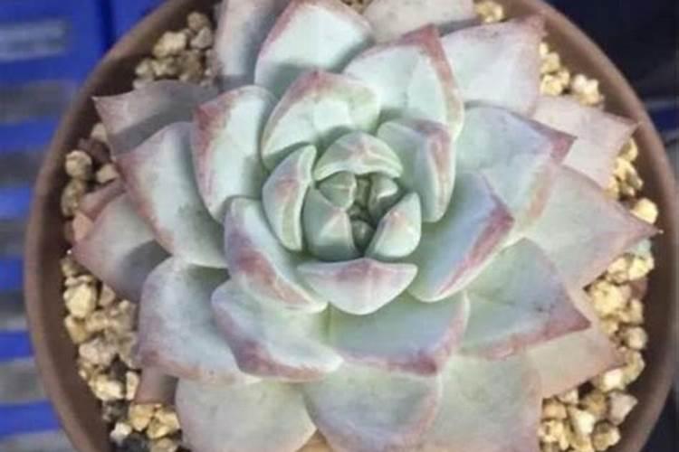 花椒的施肥时间 花椒树什么时候施肥好