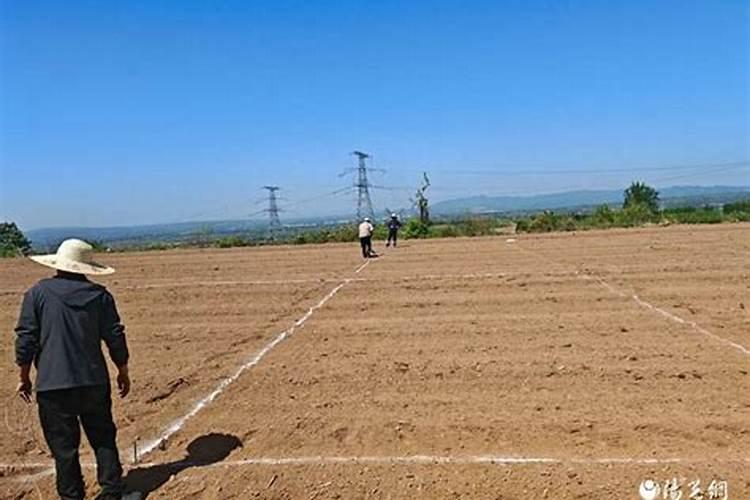 怎么让月季爆笋