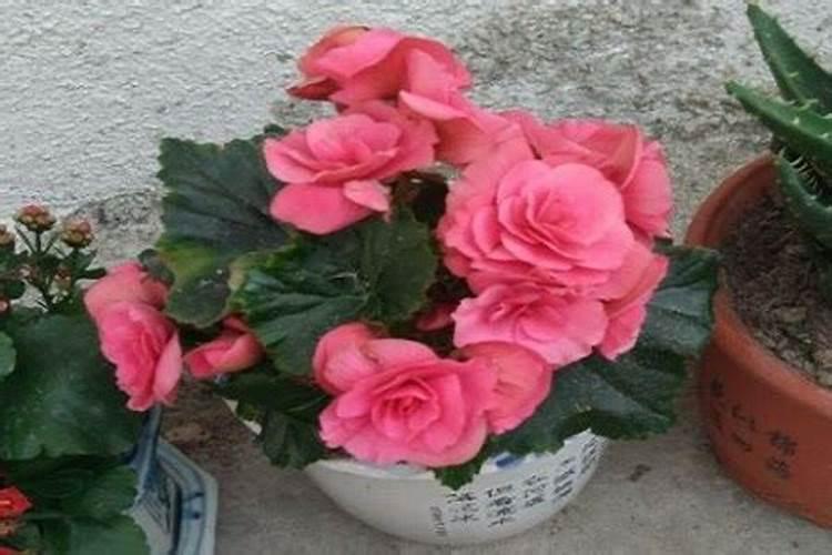 玫瑰海棠怎么养才长得好 玫瑰海棠如何养才长得好