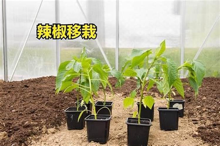 水产养殖如何处理鞭毛藻