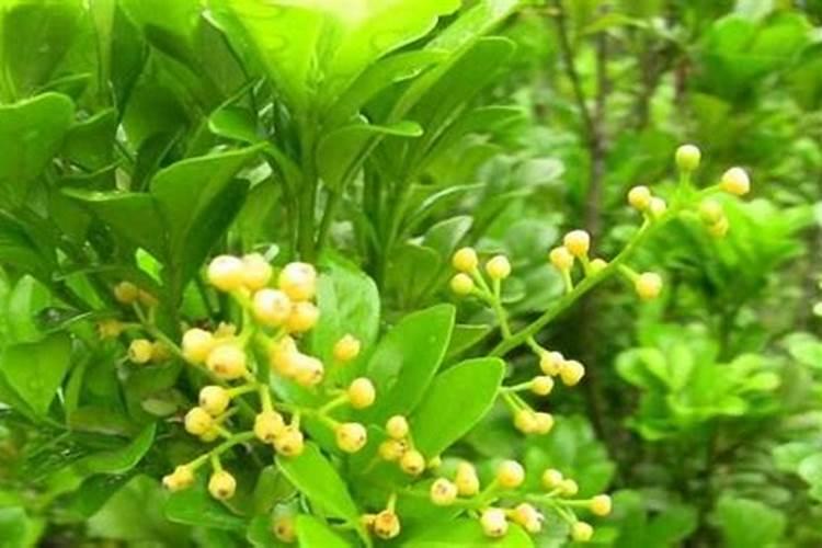 马铃薯上什么肥料产量高？马铃薯膨大用什么肥料好？