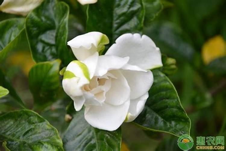 请问硼砂粉的作用？