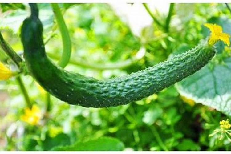 种植哈密瓜需要什么肥料