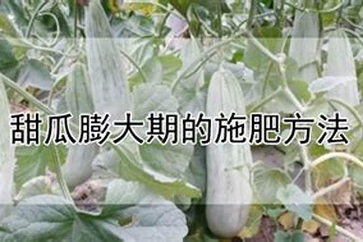 甜瓜施肥的时间和方法甜瓜如何施肥