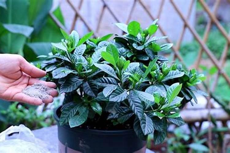 栀子花可以施腐植酸钾肥吗？
