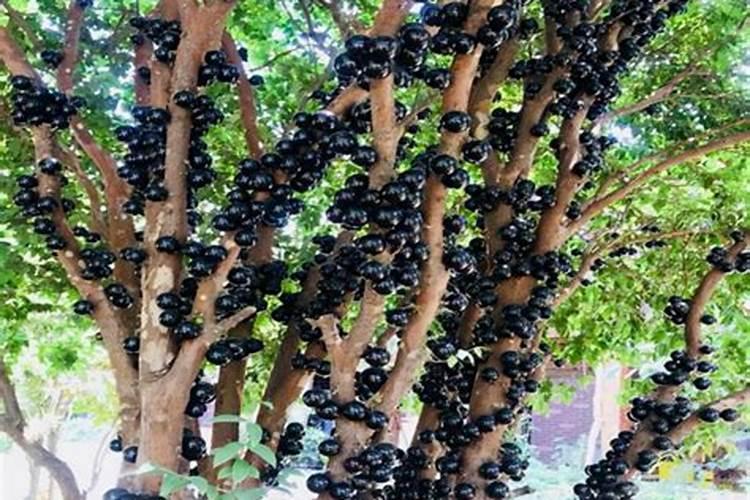 嘉宝果庭院种植要点 嘉宝果怎么施肥