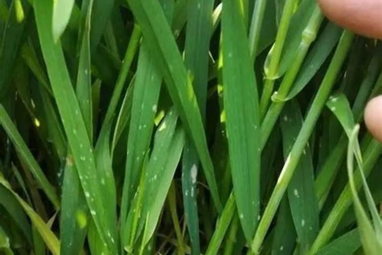 白菜最忌三种肥料