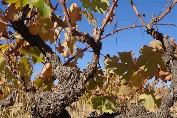 金秋沙糖桔生理特性,什么时间开花,花芽分化是什么时间？