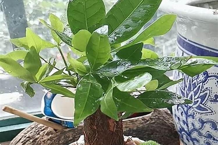 磷钾肥有哪些