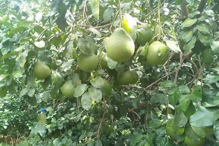 先打除草剂还是先施肥花生还是先打除草剂,还是先打第一片的套餐？